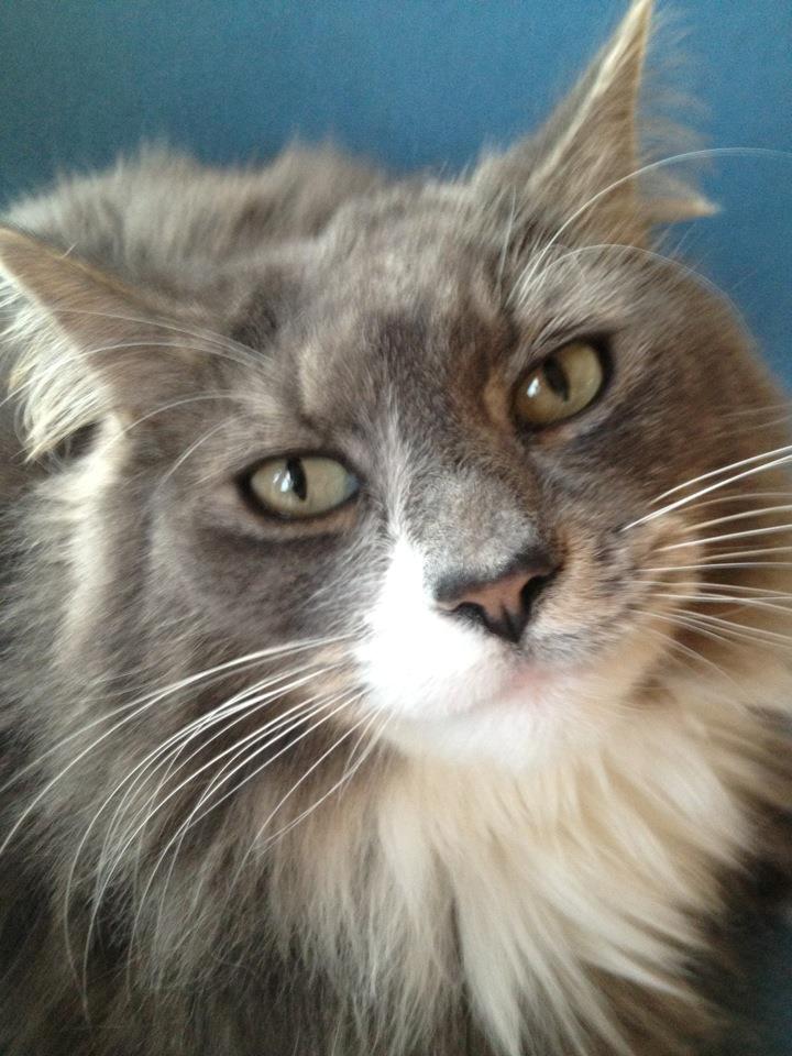 Blanding af racer Laban billede 12