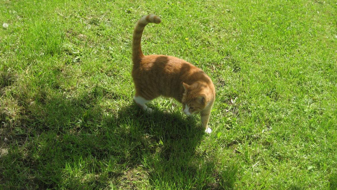 Huskat Flamme billede 9