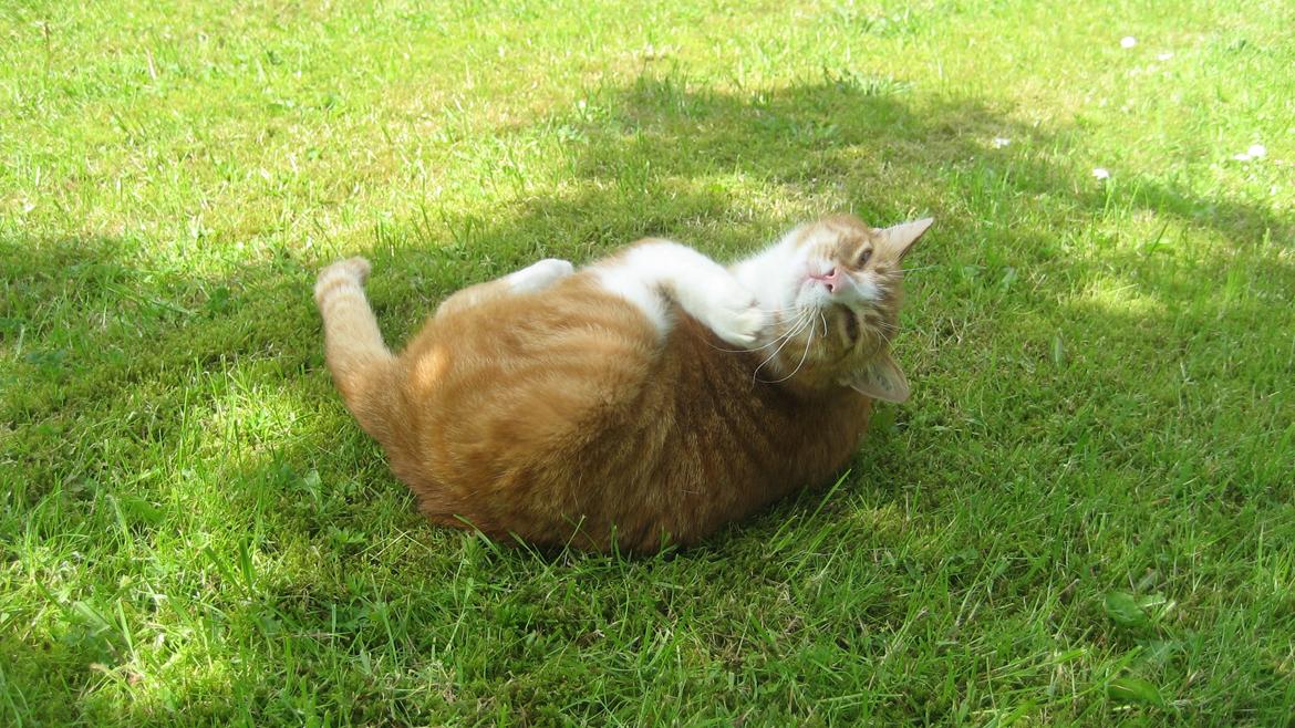 Huskat Flamme - Det kløøør bag det øøør'! (eller hagen... ;P) billede 10