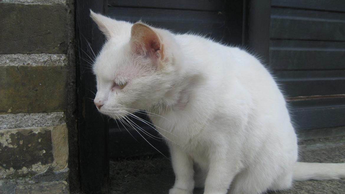 Huskat Chenu Etoile (Døvemis/Alien) - Hvad sker der? billede 8