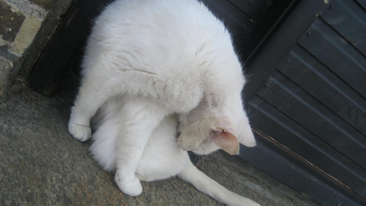 Huskat Chenu Etoile (Døvemis/Alien) - Det klør vidst, hva' Chenu? billede 9