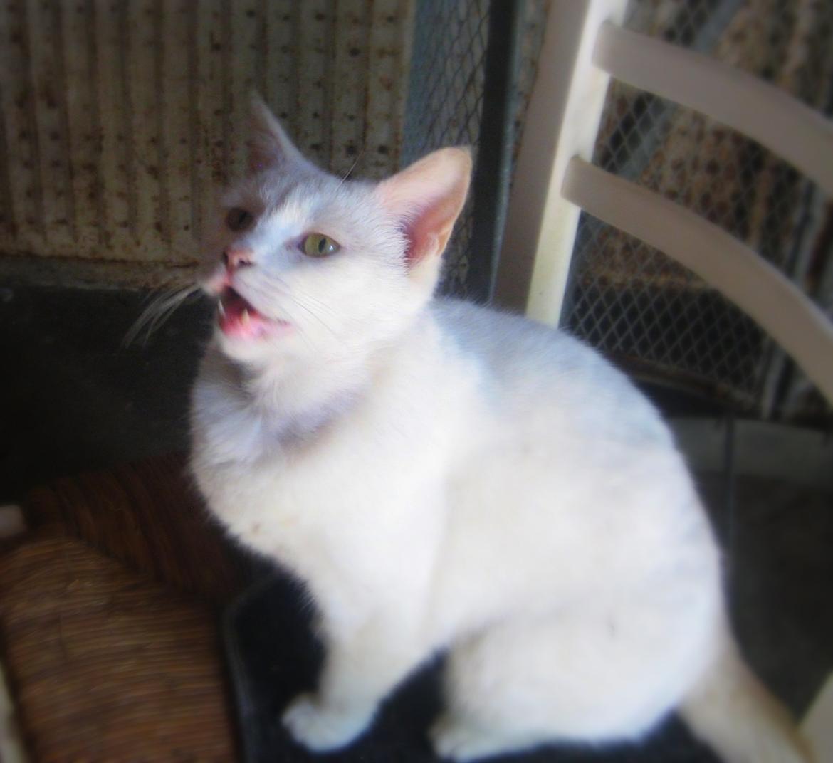 Huskat Chenu Etoile (Døvemis/Alien) - Føler mig som en mesterfotograf nu :) billede 11