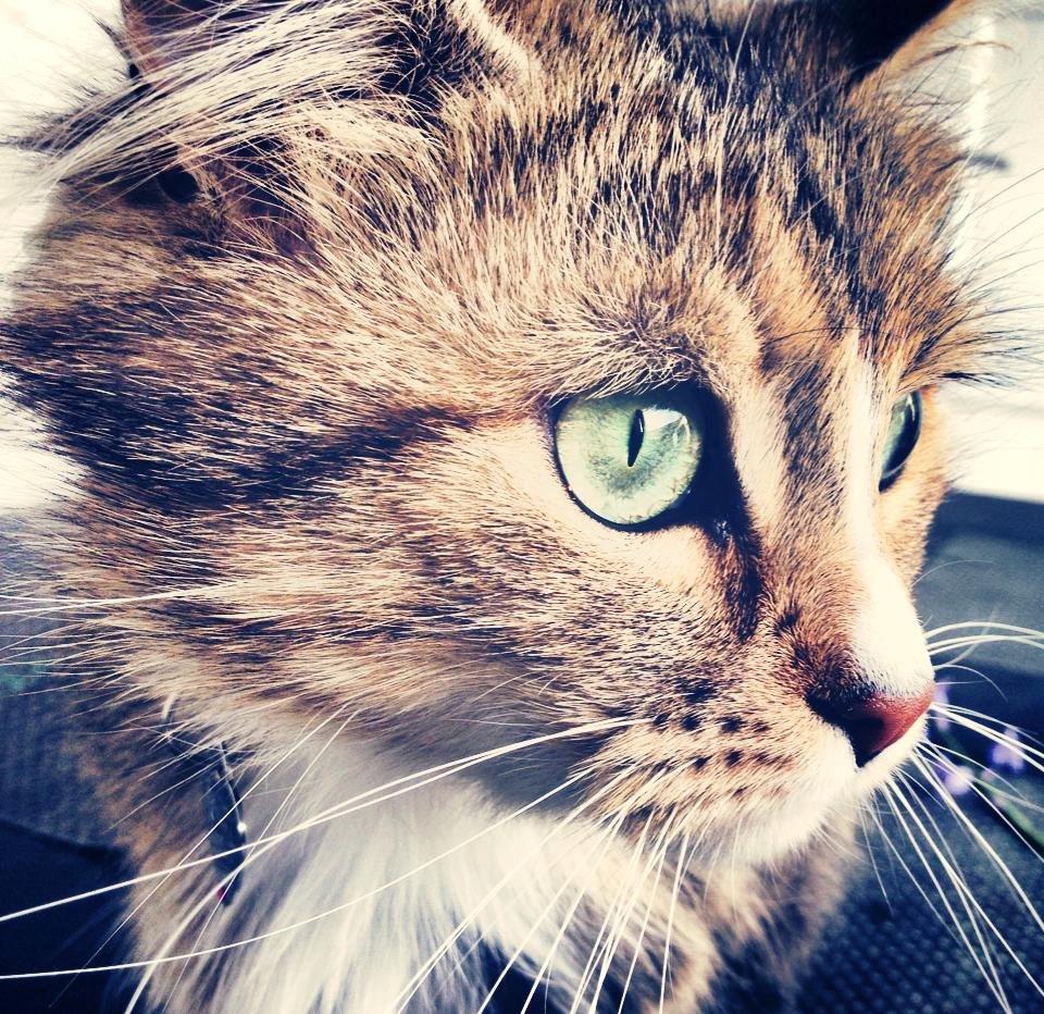 Blanding af racer Bailey Island billede 9