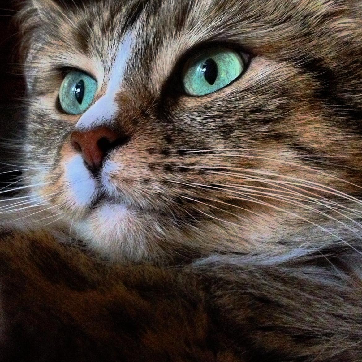 Blanding af racer Bailey Island billede 1