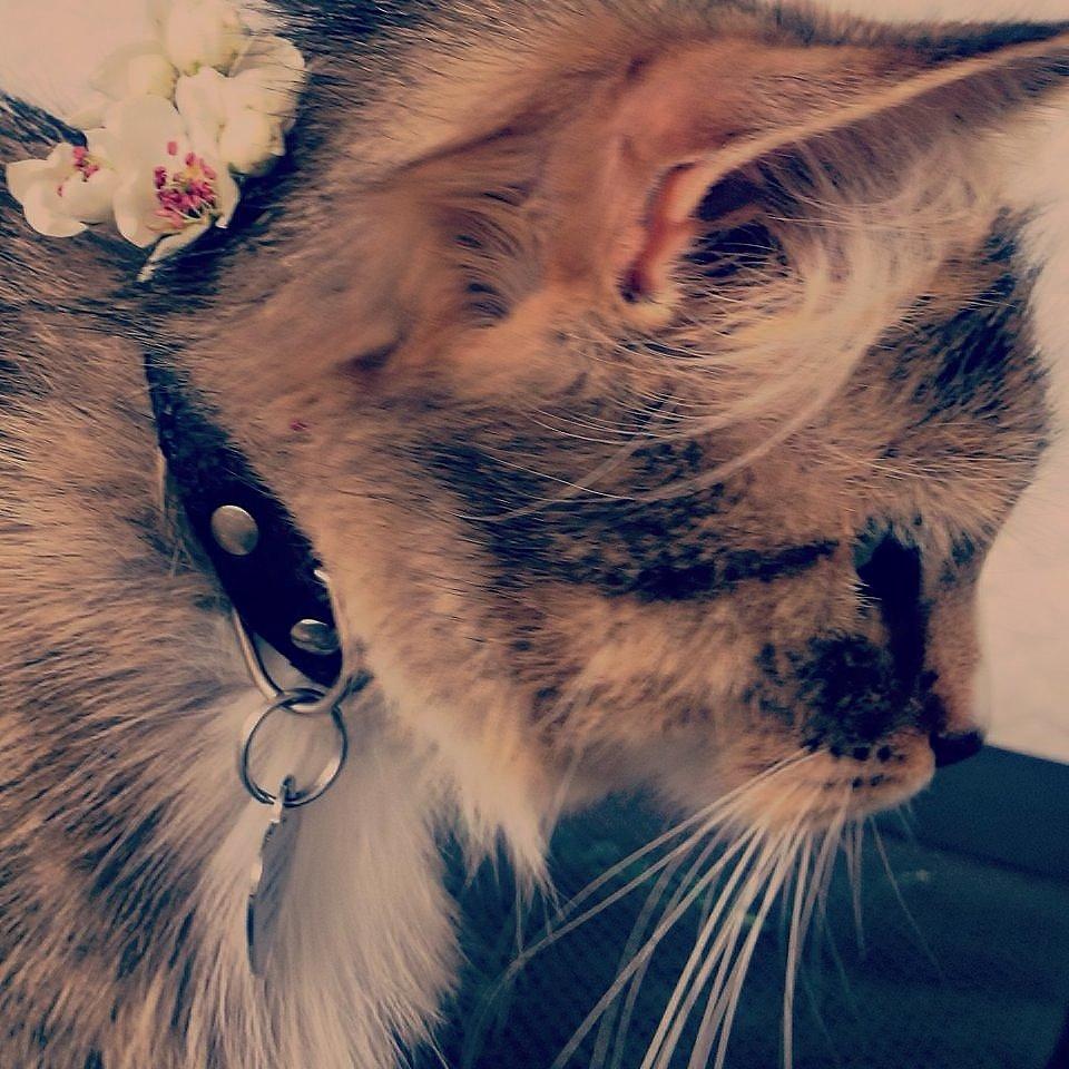 Blanding af racer Bailey Island billede 8