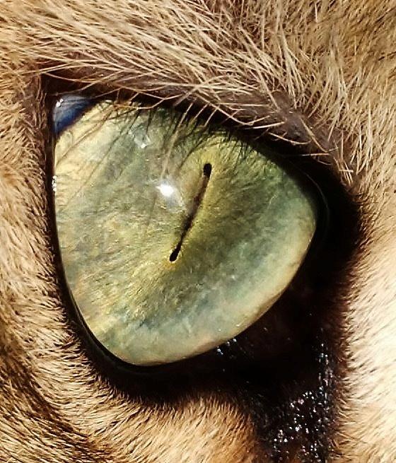 Blanding af racer Bailey Island billede 2