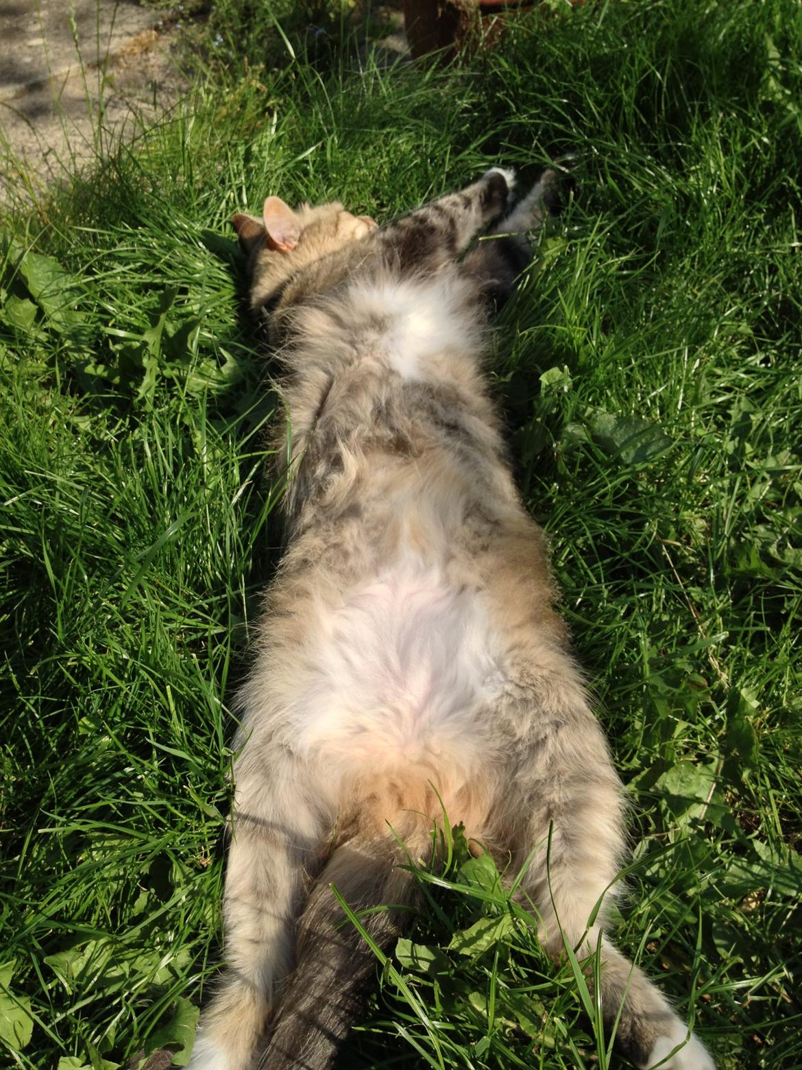 Blanding af racer Bailey Island billede 16