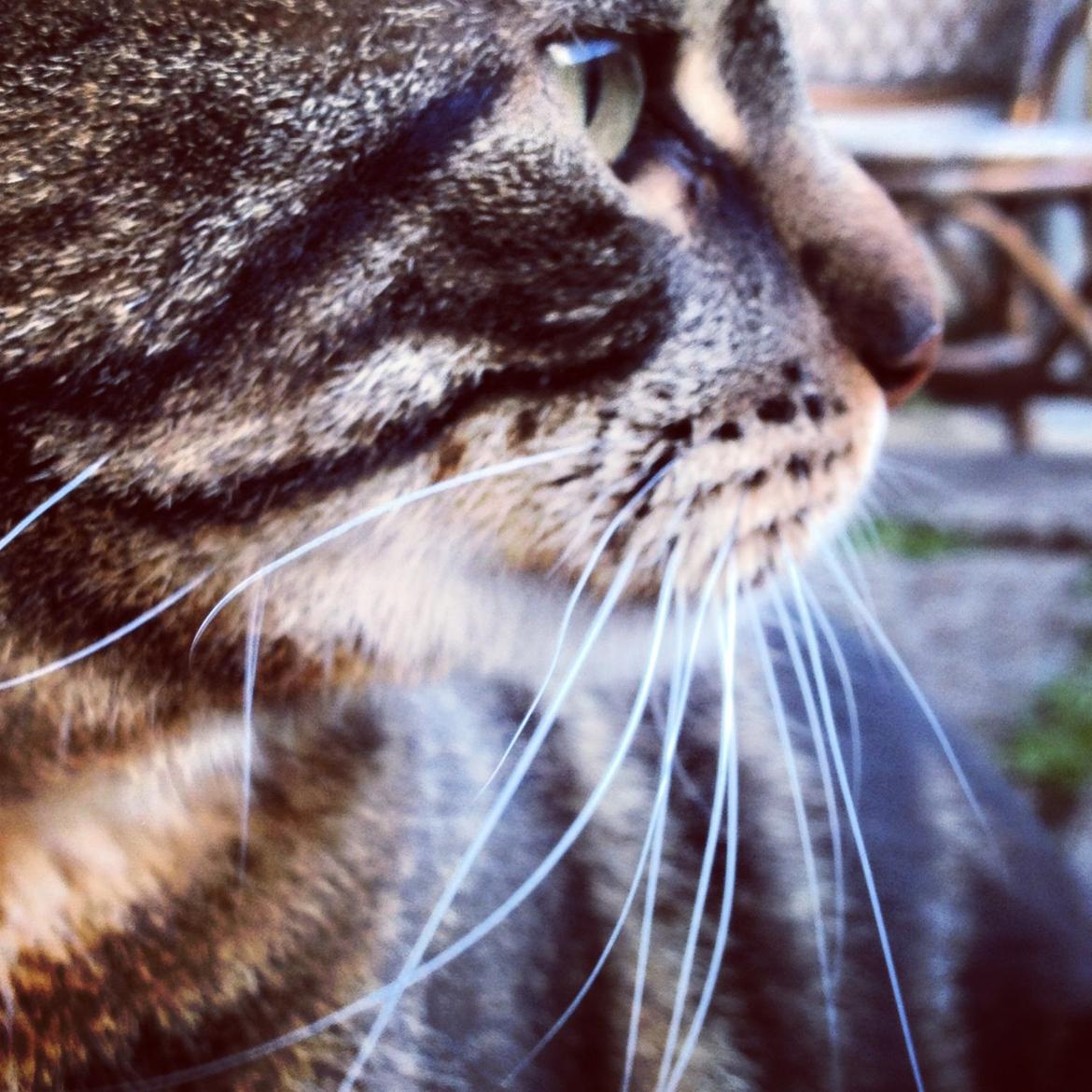 Blanding af racer Captain Morgan billede 35