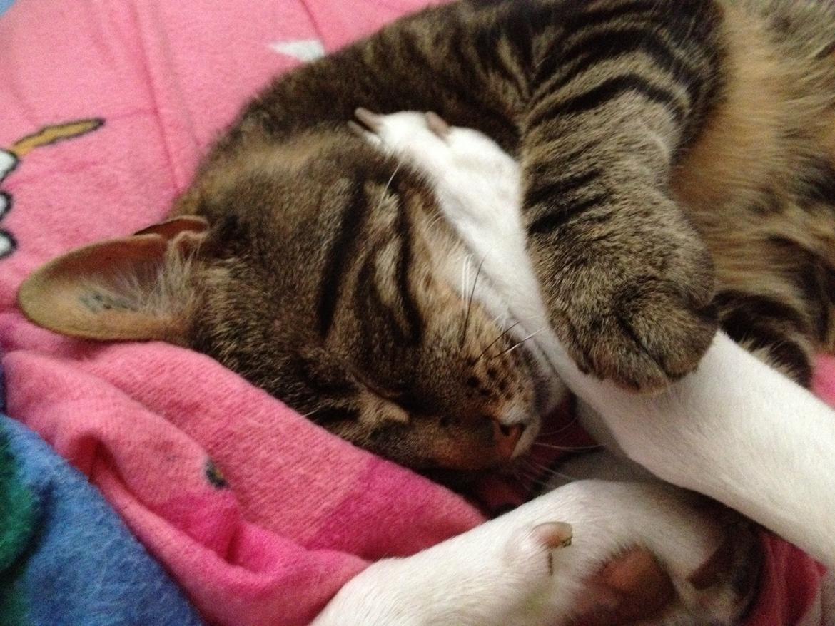 Blanding af racer Captain Morgan billede 36