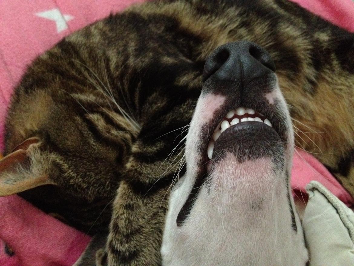 Blanding af racer Captain Morgan billede 37