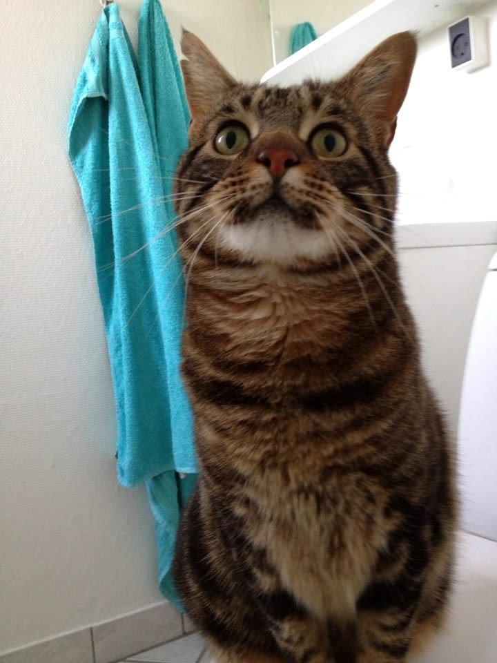 Blanding af racer Captain Morgan billede 38