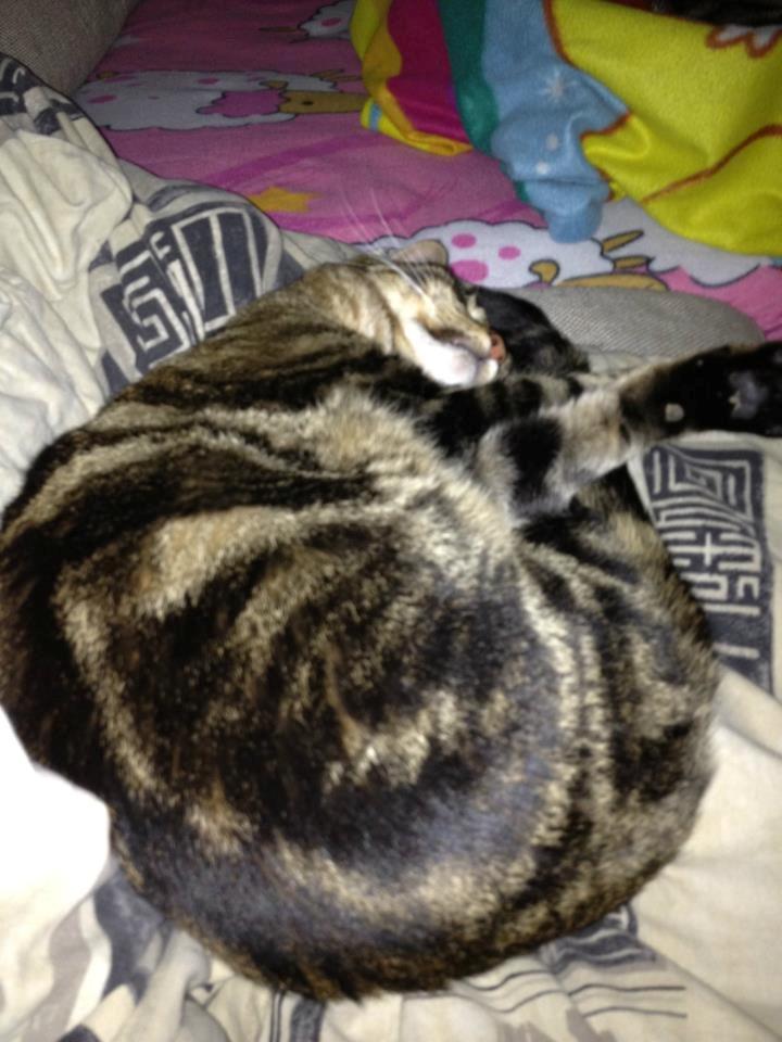 Blanding af racer Captain Morgan billede 39