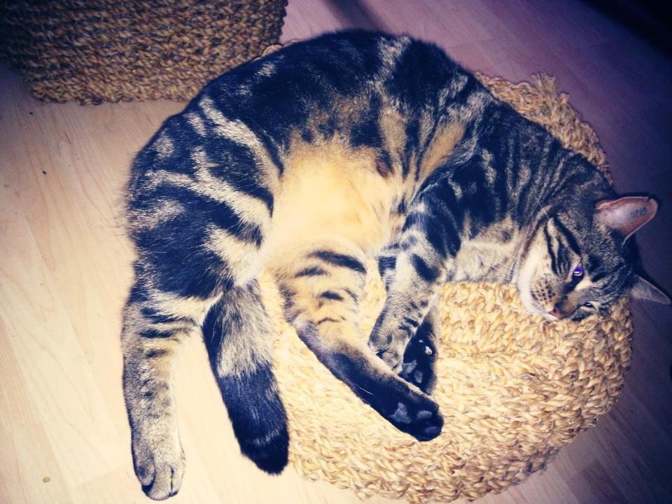 Blanding af racer Captain Morgan billede 40