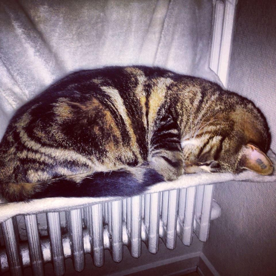 Blanding af racer Captain Morgan billede 41