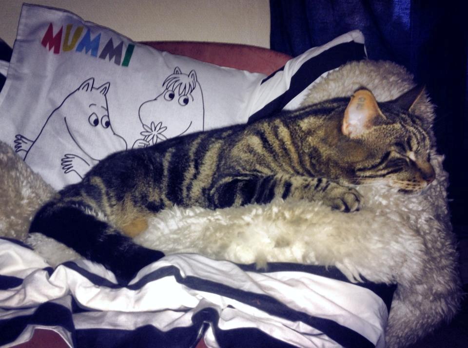 Blanding af racer Captain Morgan billede 42