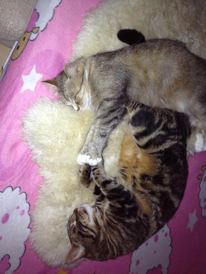 Blanding af racer Captain Morgan billede 43