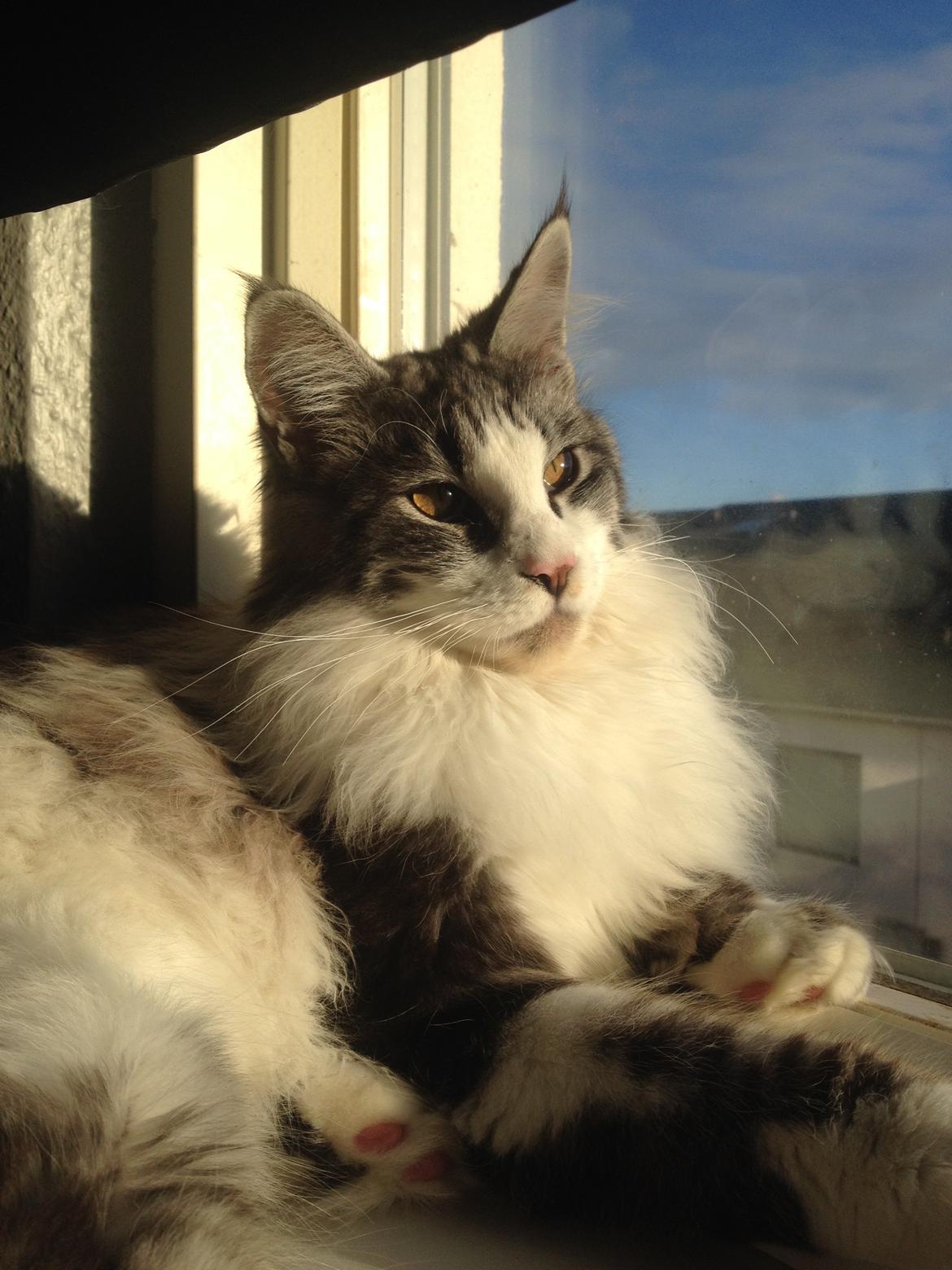 Maine Coon DK Bjørnholts Enzo †  billede 12