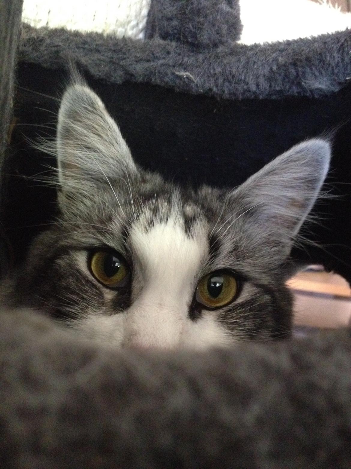 Maine Coon DK Bjørnholts Enzo †  billede 17