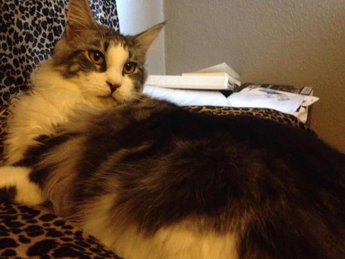 Maine Coon DK Bjørnholts Enzo †  billede 15