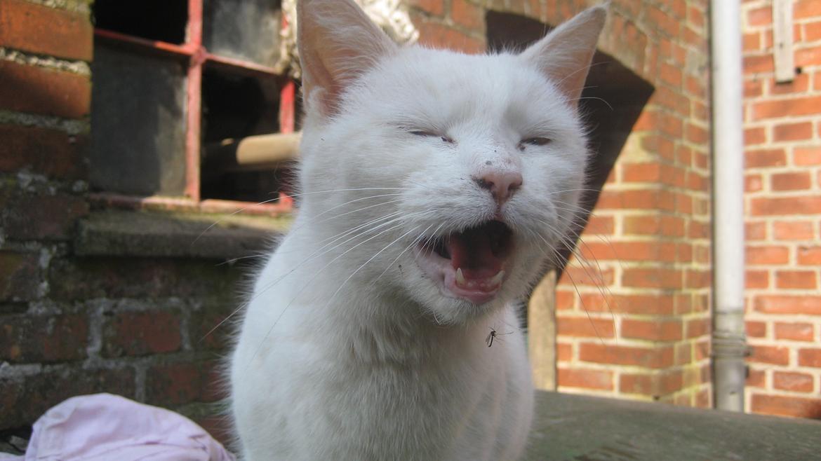 Huskat Chenu Etoile (Døvemis/Alien) - Mesterfotograf B) billede 12