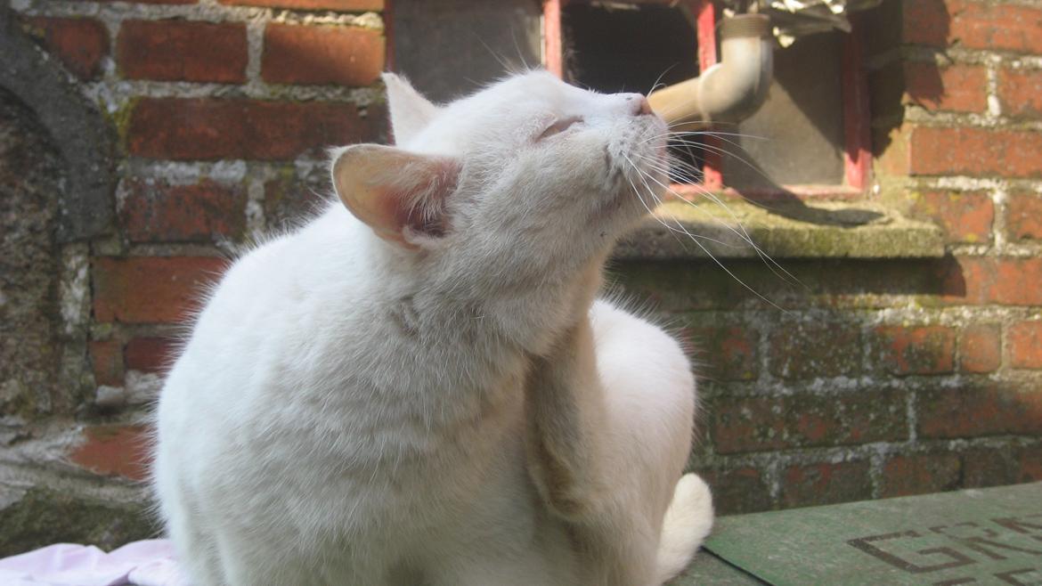 Huskat Chenu Etoile (Døvemis/Alien) billede 10