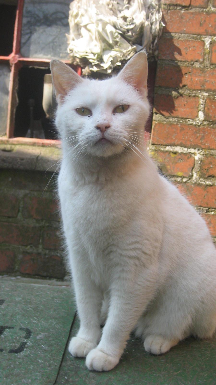 Huskat Chenu Etoile (Døvemis/Alien) - Bettemis billede 13