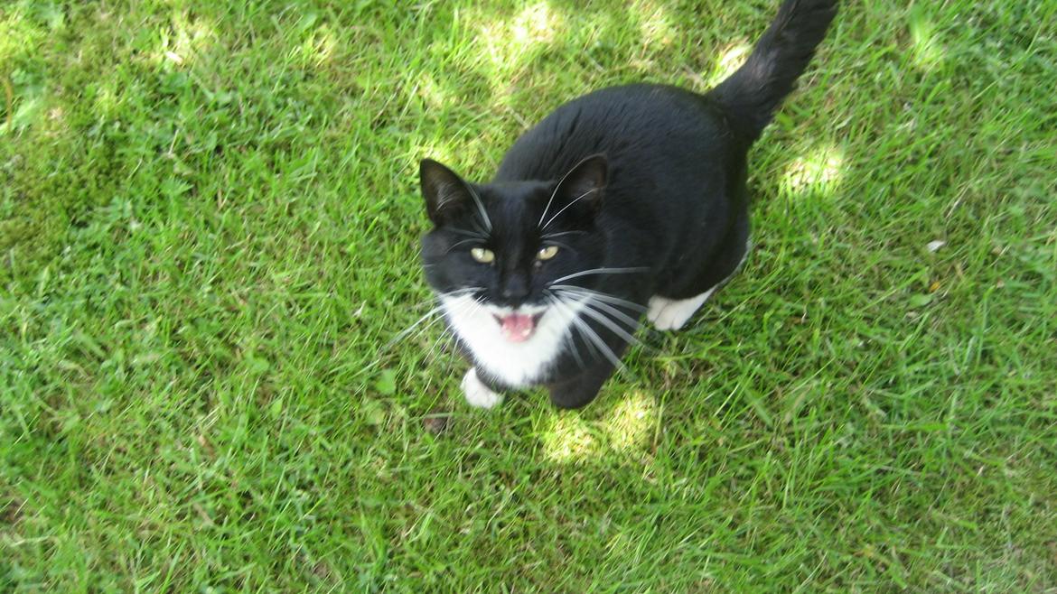 Huskat Snøvsen billede 1