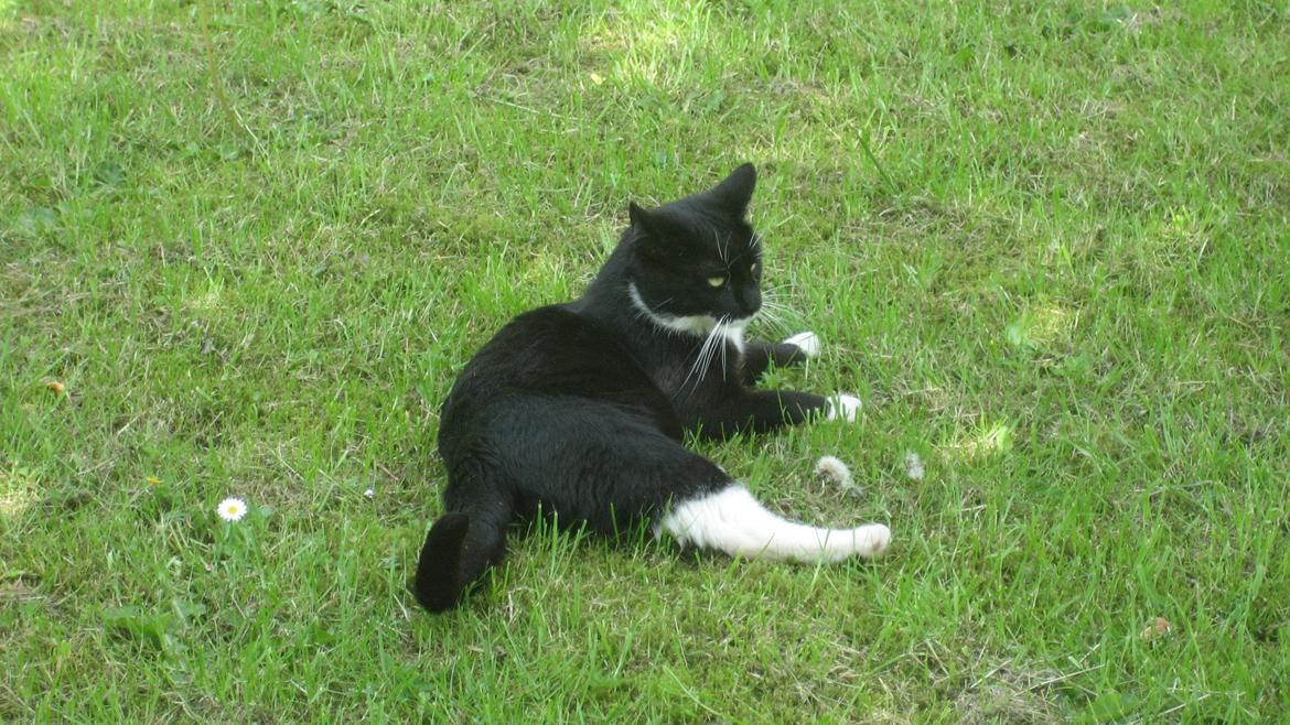 Huskat Snøvsen - Tar en slapper billede 11