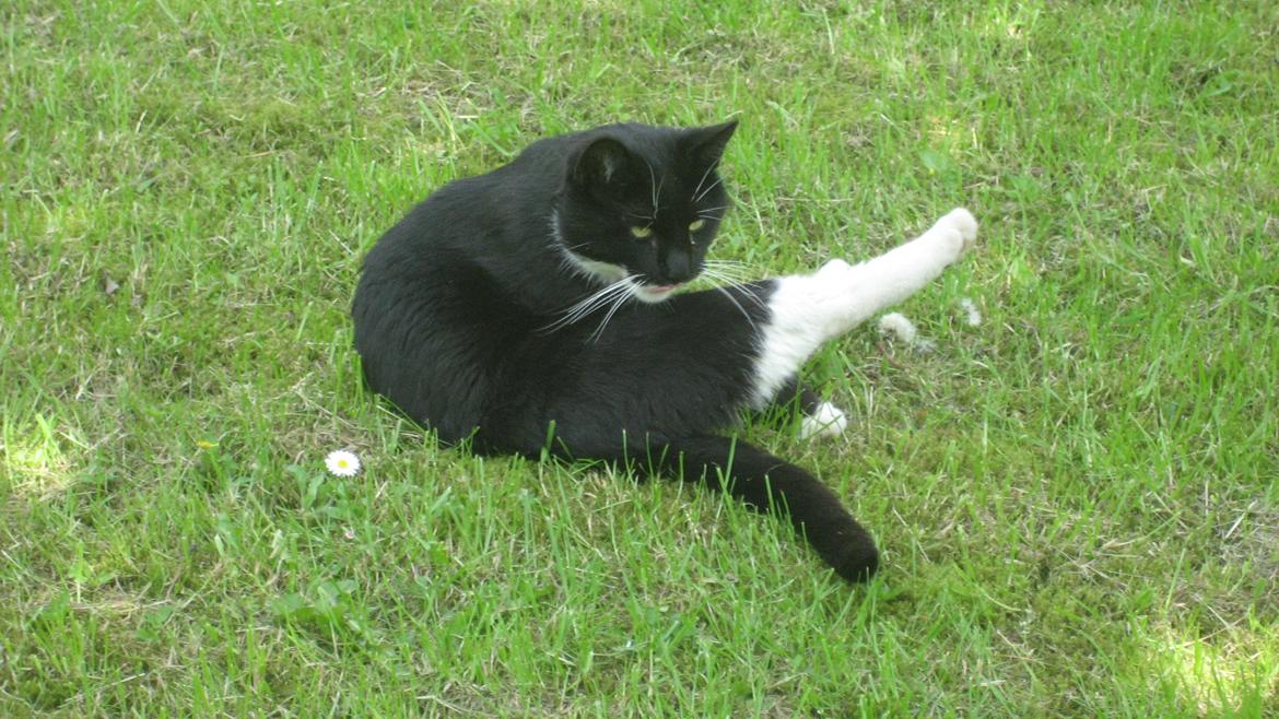 Huskat Snøvsen billede 10