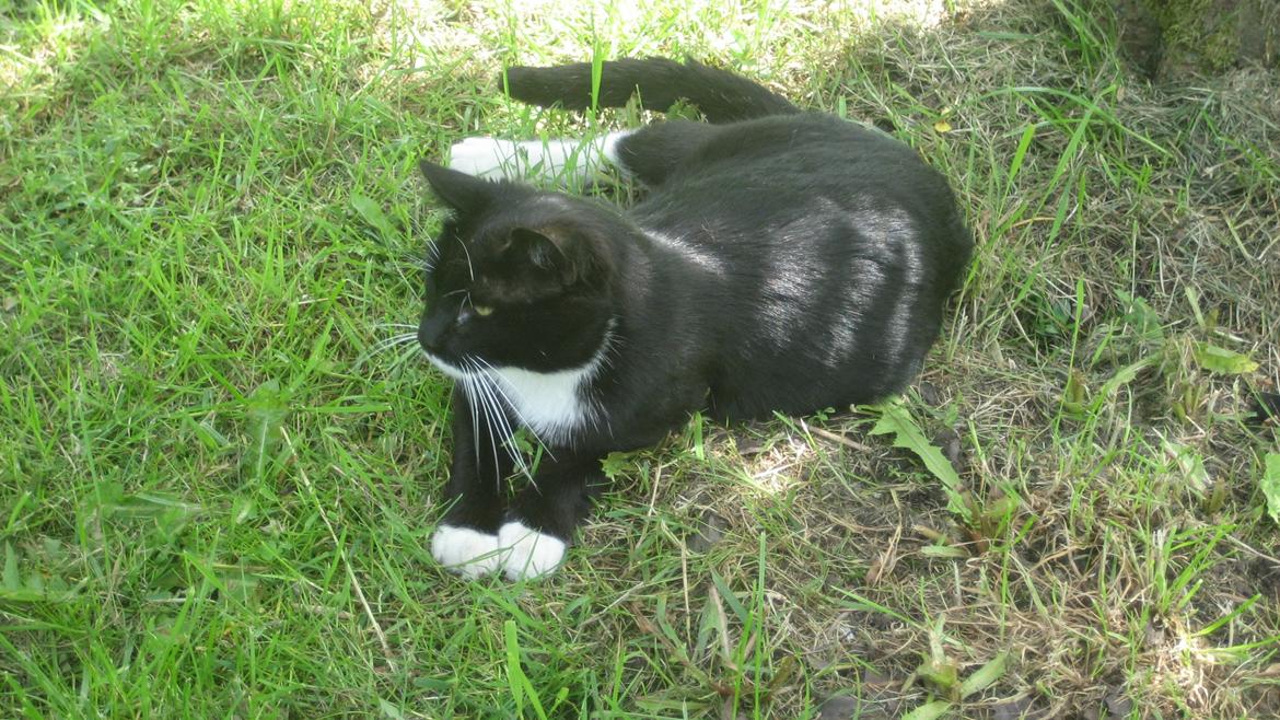 Huskat Snøvsen billede 12