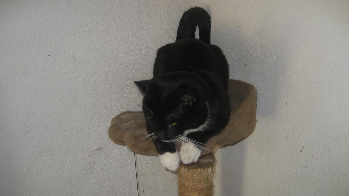 Huskat Snøvsen billede 14