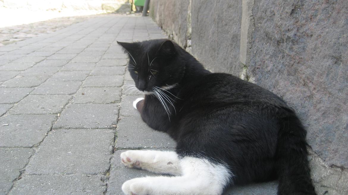 Huskat Snøvsen billede 13