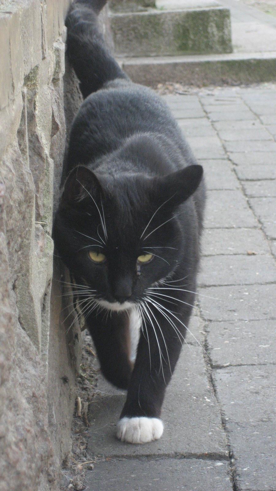 Huskat Snøvsen - Tak for kigget billede 15