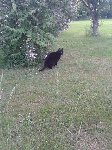 Huskat Sorte R.I.P ;-( - Sorte basse billede 1