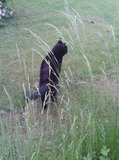 Huskat Sorte R.I.P ;-( - Min lille jagt mis billede 2