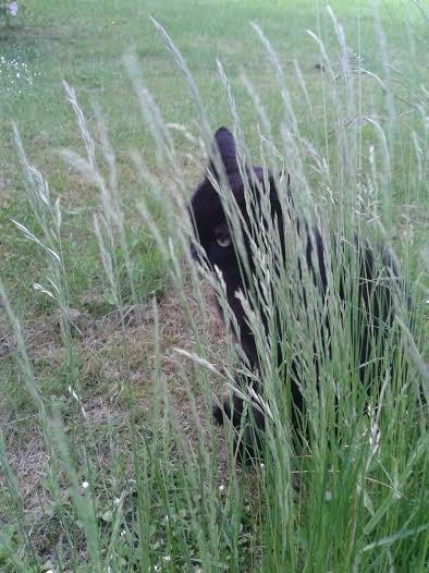 Huskat Sorte R.I.P ;-( - Han sidder på lur billede 3