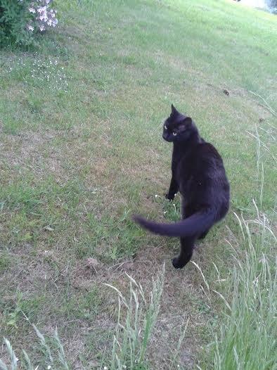 Huskat Sorte R.I.P ;-( - Basse mand billede 4