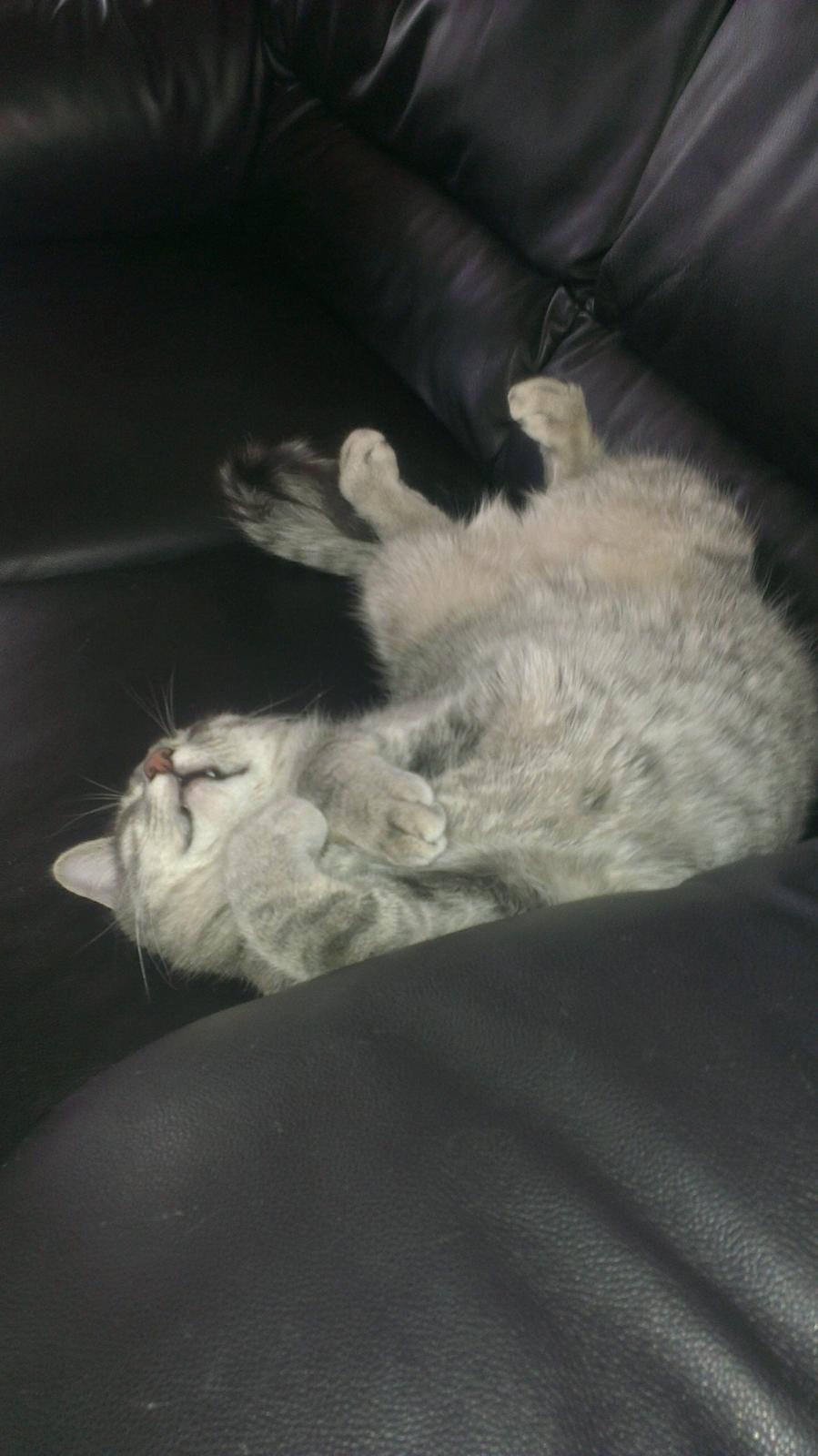 Blanding af racer bøllemis billede 1