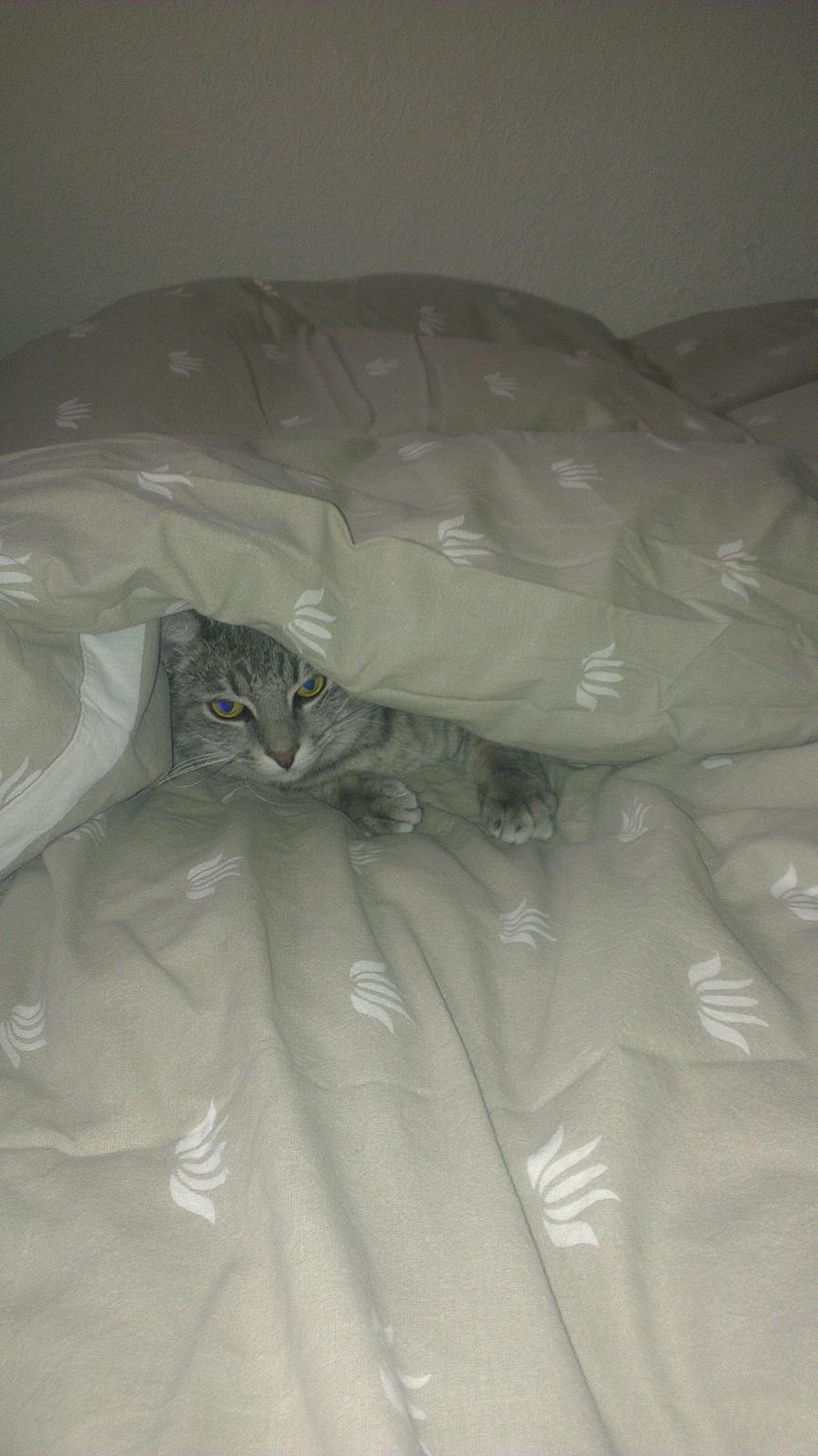 Blanding af racer bøllemis billede 2