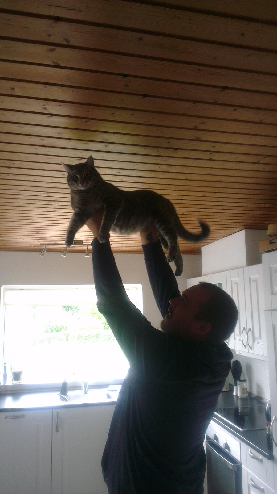 Blanding af racer bøllemis billede 4