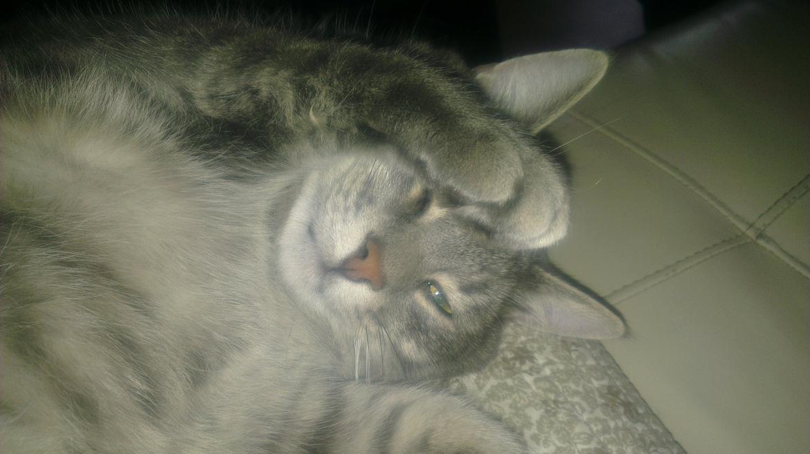 Blanding af racer bøllemis billede 5