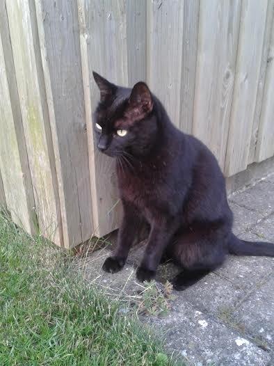 Huskat Sorte R.I.P ;-( - Hvad kigger du på Sorte billede 5