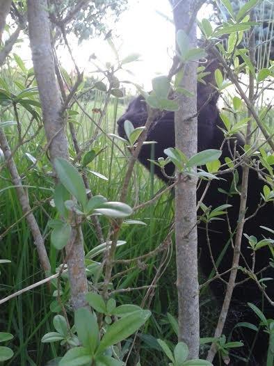 Huskat Sorte R.I.P ;-( - Man kan klø sig op af alting billede 6