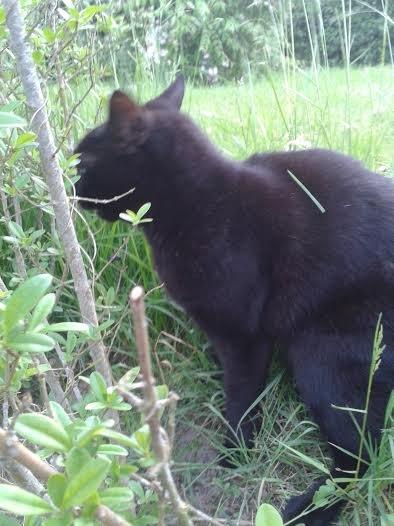 Huskat Sorte R.I.P ;-( - klø klø klø billede 7