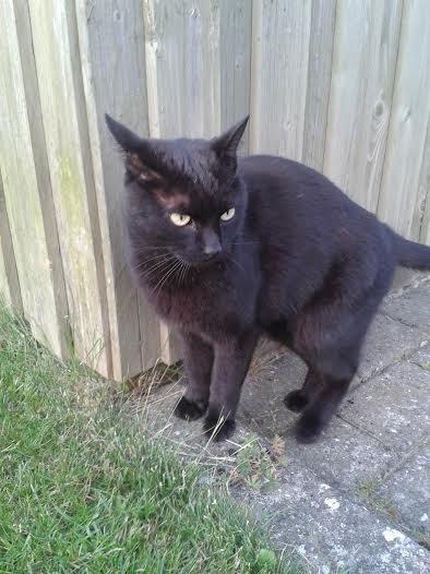 Huskat Sorte R.I.P ;-( - hvad kigger du nu på billede 8