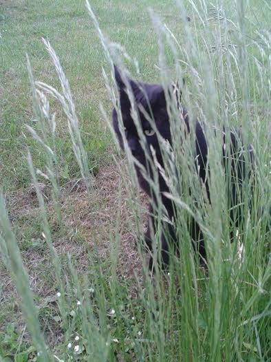 Huskat Sorte R.I.P ;-( - Sidder på lur billede 9