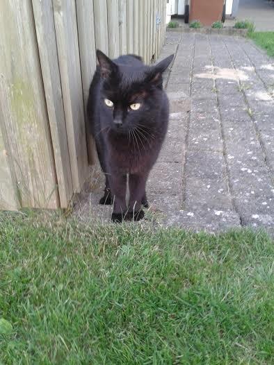 Huskat Sorte R.I.P ;-( - åhh du kigger på alting billede 10