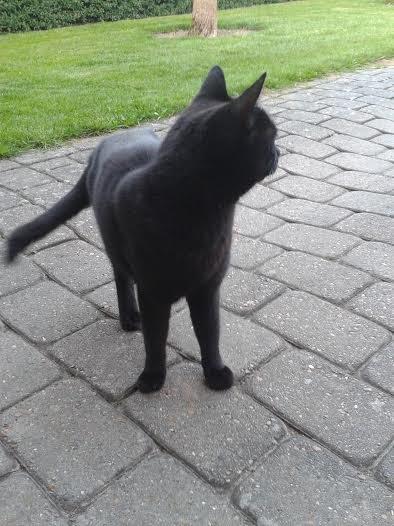 Huskat Sorte R.I.P ;-( - Er der en fugl Sorte billede 11