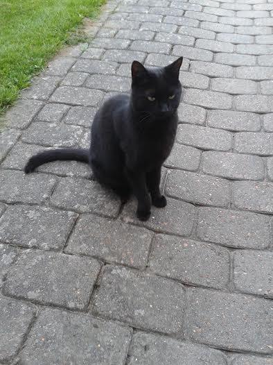 Huskat Sorte R.I.P ;-( - Nej der var ikke en fugl billede 12