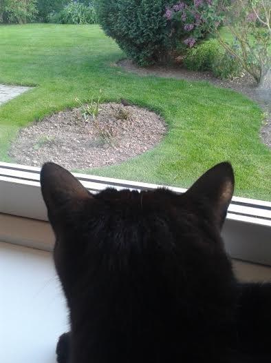 Huskat Sorte R.I.P ;-( - Der er fugle udenfor, men Sorte er indenfor og fuglen udenfor billede 13